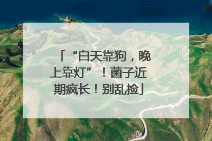 “白天靠狗，晚上靠灯”！菌子近期疯长！别乱捡