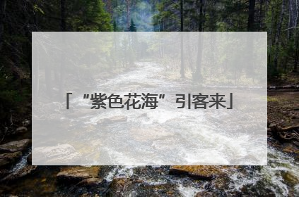 “紫色花海”引客来