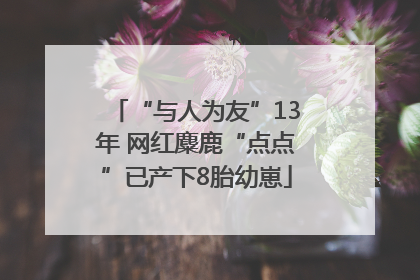 “与人为友”13年 网红麋鹿“点点”已产下8胎幼崽