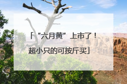 “六月黄”上市了！超小只的可按斤买