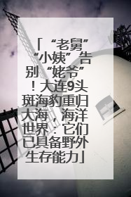 “老舅”“小姨”告别“姥爷”！大连9头斑海豹重归大海，海洋世界：它们已具备野外生存能力