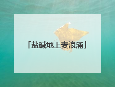 盐碱地上麦浪涌