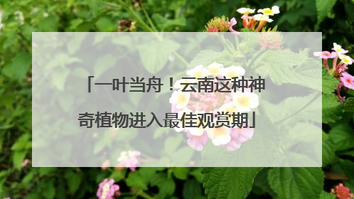 一叶当舟！云南这种神奇植物进入最佳观赏期
