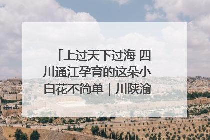上过天下过海 四川通江孕育的这朵小白花不简单｜川陕渝网络名人巴中行