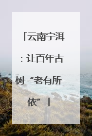 云南宁洱：让百年古树“老有所依”