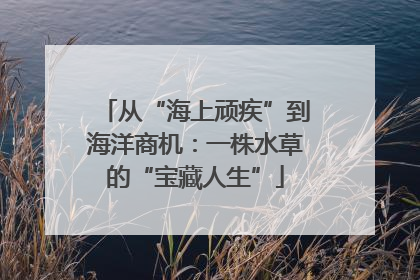 从“海上顽疾”到海洋商机：一株水草的“宝藏人生”