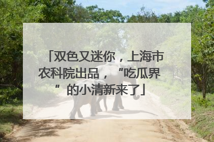 双色又迷你，上海市农科院出品，“吃瓜界”的小清新来了