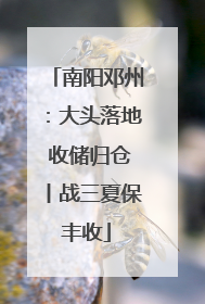 南阳邓州：大头落地 收储归仓丨战三夏保丰收