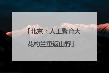 北京：人工繁育大花杓兰重返山野
