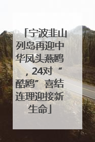 宁波韭山列岛再迎中华凤头燕鸥，24对“酷鸥”喜结连理迎接新生命