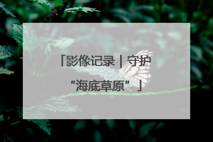 影像记录｜守护“海底草原”