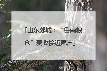 山东郯城：“鲁南粮仓”麦收接近尾声