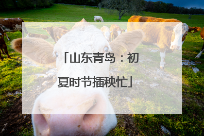 山东青岛：初夏时节插秧忙