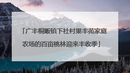 广丰桐畈镇下社村果丰苑家庭农场的百亩桃林迎来丰收季