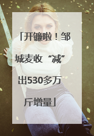 开镰啦！邹城麦收“减”出530多万斤增量