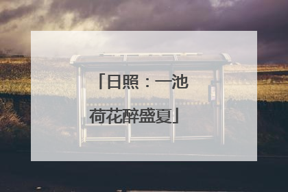 日照：一池荷花醉盛夏