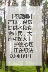 母鹿闹市产崽，踢伤提供水和食物市民，大连动保人士：护崽心切，正在想法送回山里
