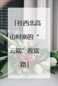 桂西北高山村寨的“云端”致富路