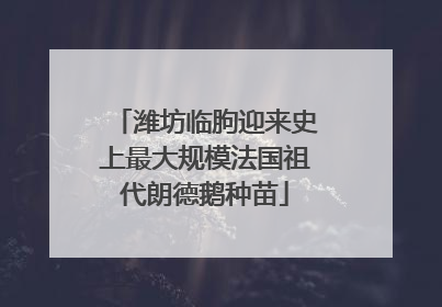 潍坊临朐迎来史上最大规模法国祖代朗德鹅种苗