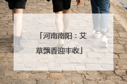 河南南阳：艾草飘香迎丰收