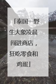 泰国一野生大象凌晨闯进商店，狂吃零食和鸡蛋