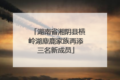 湖南省湘阴县横岭湖麋鹿家族再添三名新成员