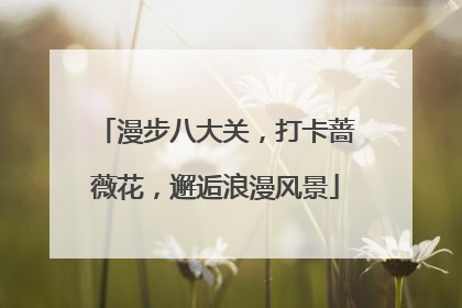 漫步八大关，打卡蔷薇花，邂逅浪漫风景