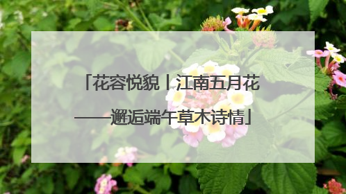 花容悦貌丨江南五月花——邂逅端午草木诗情