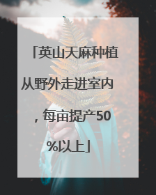 英山天麻种植从野外走进室内，每亩提产50%以上
