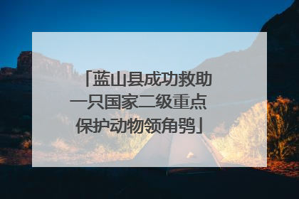 蓝山县成功救助一只国家二级重点保护动物领角鸮