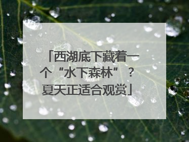 西湖底下藏着一个“水下森林”？夏天正适合观赏