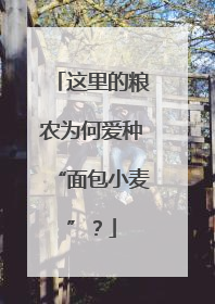 这里的粮农为何爱种“面包小麦”？