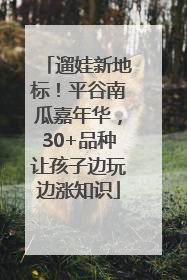 遛娃新地标！平谷南瓜嘉年华，30+品种让孩子边玩边涨知识