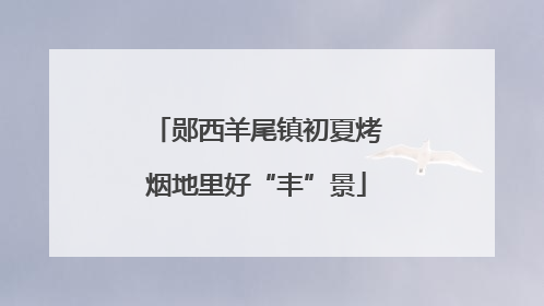 郧西羊尾镇初夏烤烟地里好“丰”景