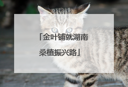 金叶铺就湖南桑植振兴路