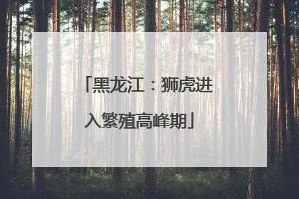 黑龙江：狮虎进入繁殖高峰期